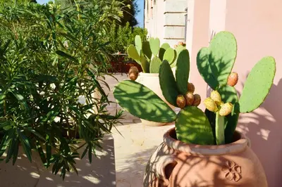 Giardino di Antico Casale Benalì