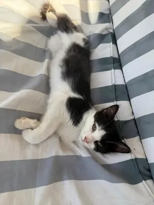 Ospiti di Piccolo Podere con animali domestici