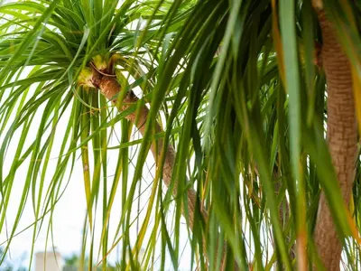 Giardino di Flat near the sea with air conditioning and patio