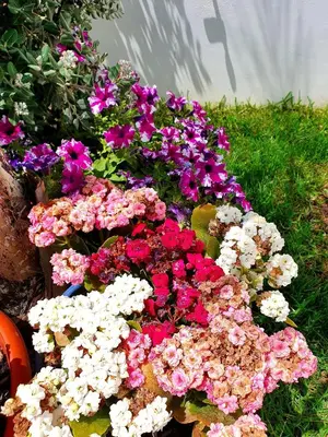 Giardino di La Perla di Marzamemi