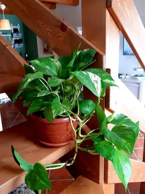 Planimetria di Casa ro cori, 10 minuti a piedi dalla Cattedrale