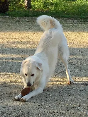 Ospiti di Orecchie di Lepre con animali domestici