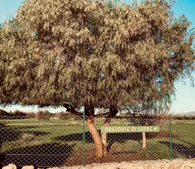 Planimetria di Orecchie di Lepre