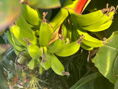 Giardino di Baglio il Gelso e l'Ulivo appartamento il Carrubo