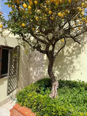 Giardino di Casa Lime