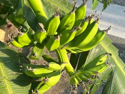 Paesaggio naturale nelle vicinanze dell'appartamento