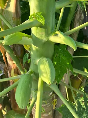 Giardino di Baglio il Gelso e l'Ulivo appartamento il Mandorlo