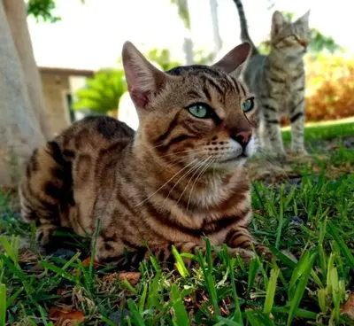 Ospiti di Dependance Oscar con animali domestici