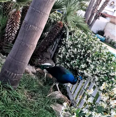 Giardino di Dependance Oscar