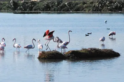 Altri animali domestici presso il bed & breakfast o nei dintorni