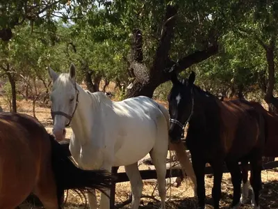 Altri animali domestici presso l'agriturismo o nei dintorni