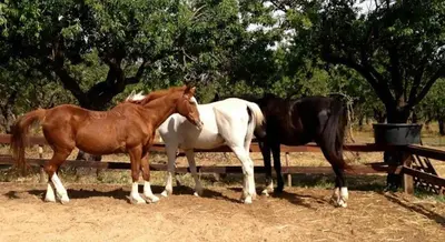 Altri animali domestici presso l'agriturismo o nei dintorni
