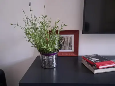 Planimetria di Gorgeous flat with Opera view