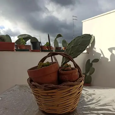 Planimetria di Ficodindia Rooms
