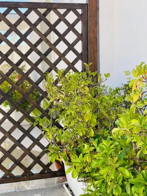 Giardino di Vicosuite Neathon