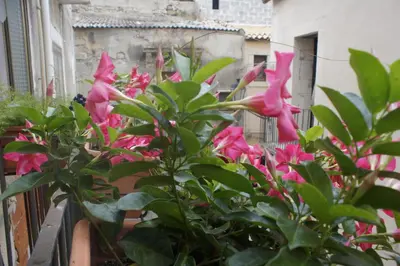 Giardino di Ciuri Ciuri
