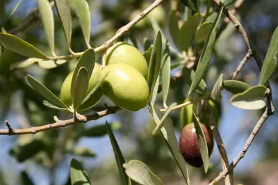 Planimetria di Masseria Degli Ulivi - Noto