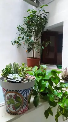 Giardino di Alfycodindia